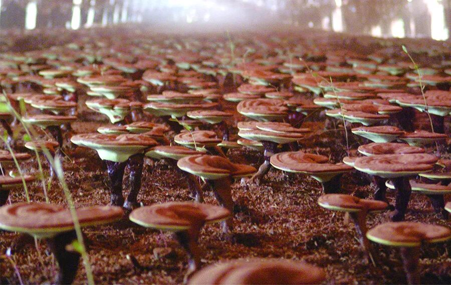 灵芝的成长日记