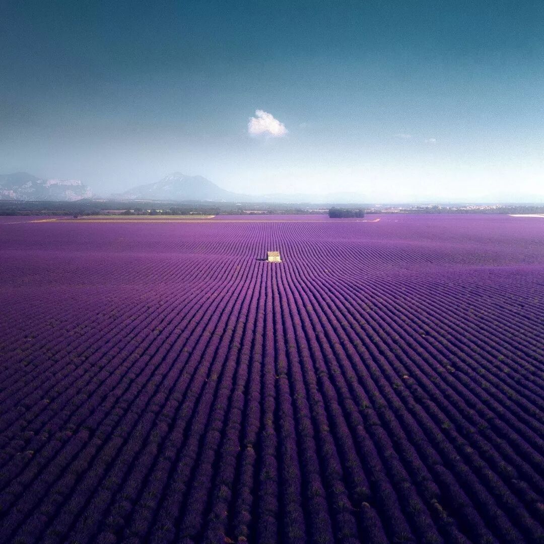 左右,当 belhamra 来到位于法国普罗旺斯(provence)的紫色薰衣草田时