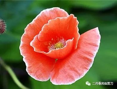 6月18日生日花 角罂粟 Horned Poppy 花语 耐心 Patience 二月春风似剪刀 微信公众号文章阅读 Wemp