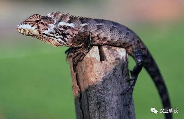 壁虎在家里出现是什么兆头_壁虎在家里是什么征兆_征兆在家壁虎里是什么意思