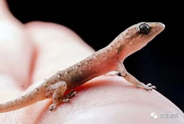 壁虎在家里是什么征兆-家里有壁虎什么征兆?需要赶走吗?