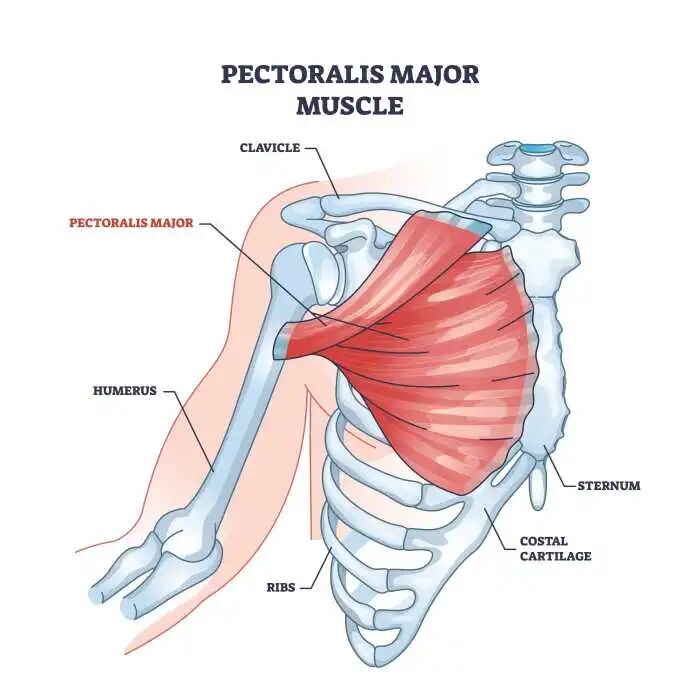 An anatomy image showing the pectoralis major muscle.