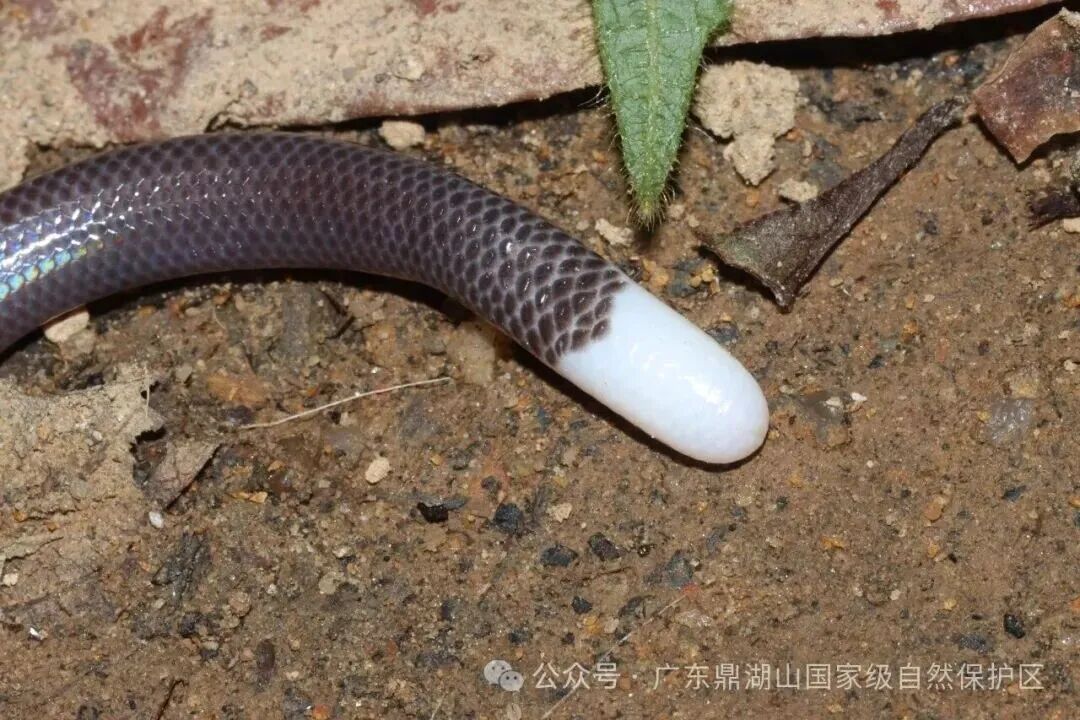 白尾双足蜥尾部特写。方锐坚 摄