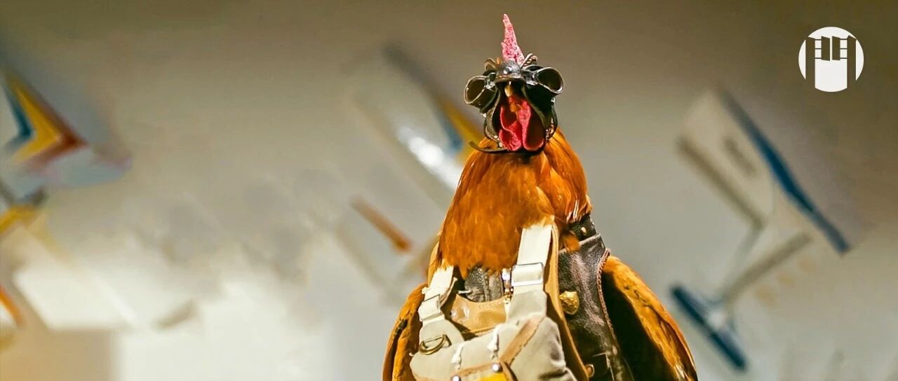 如何捧红一只鸡 ?