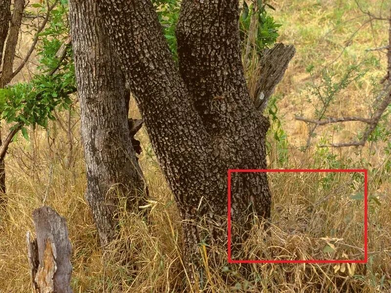 动物伪装大挑战：考验你的眼力，你找对几个？插图11