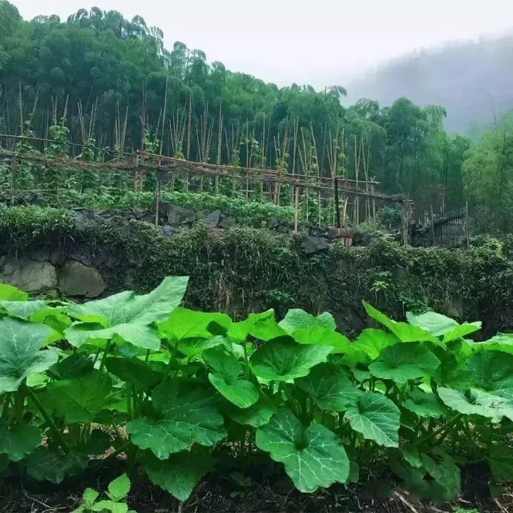 回归乡村,理想中的房子