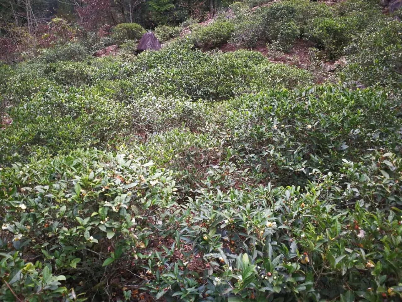 油茶树的种植技术与管理(油茶树的种植技术与管理技术)