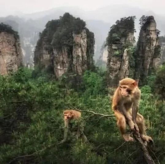 【Qing Ming Festival April 4-6】3 Day Zhangjiajie Avatar Mountains