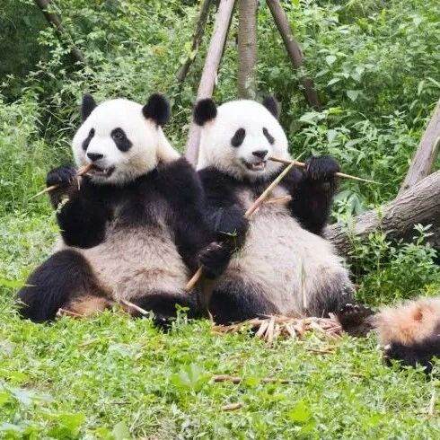 【2025 China Travel】3 Day Chengdu Tour with Panda Base and more
