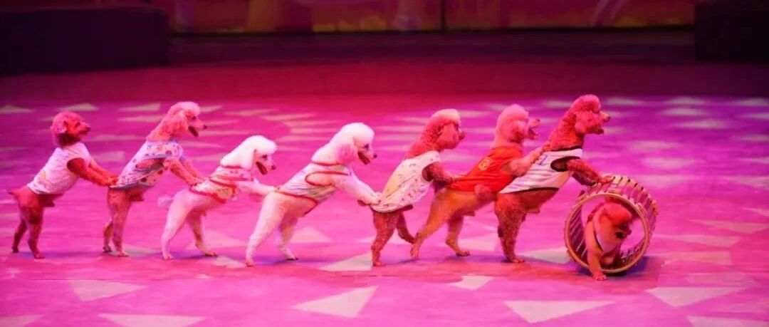【Ticket Booking】 'Happy Circus' Show at Shanghai Circus World