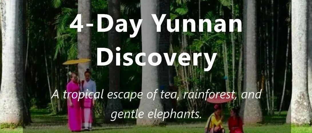4-Day Yunnan Pu'er & Xishuangbanna | Tea Culture, Tropical Jungles, Dai Ethnic 4天云南普洱与西双版纳｜茶文化、热带雨林与