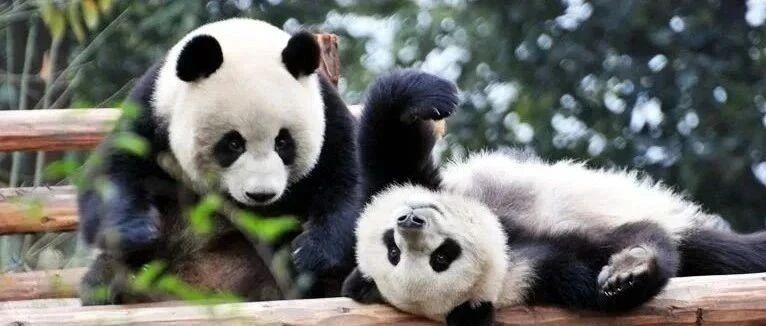 【Day Tour】Chengdu Panda Base/Leshan Buddha (Daily Group/Private)
