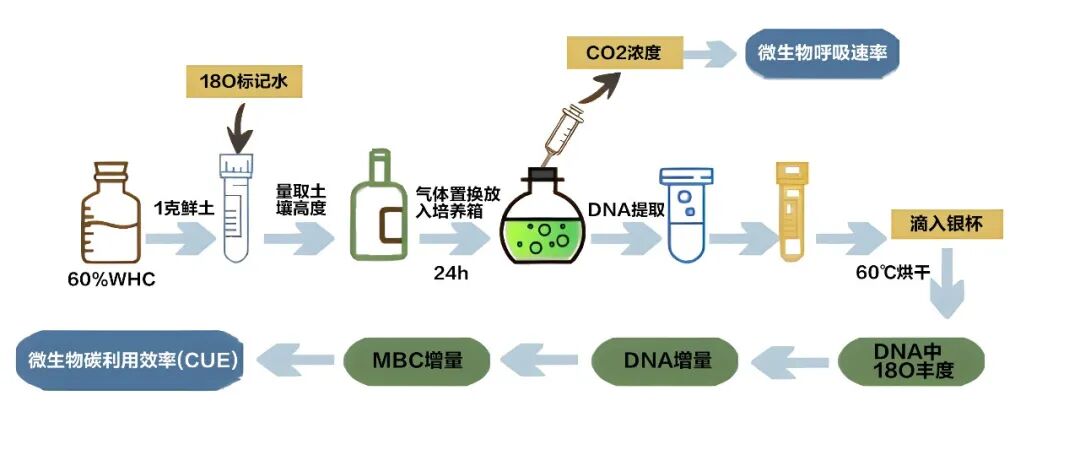 微生物碳利用效率18O标记-研究与应用方向分析