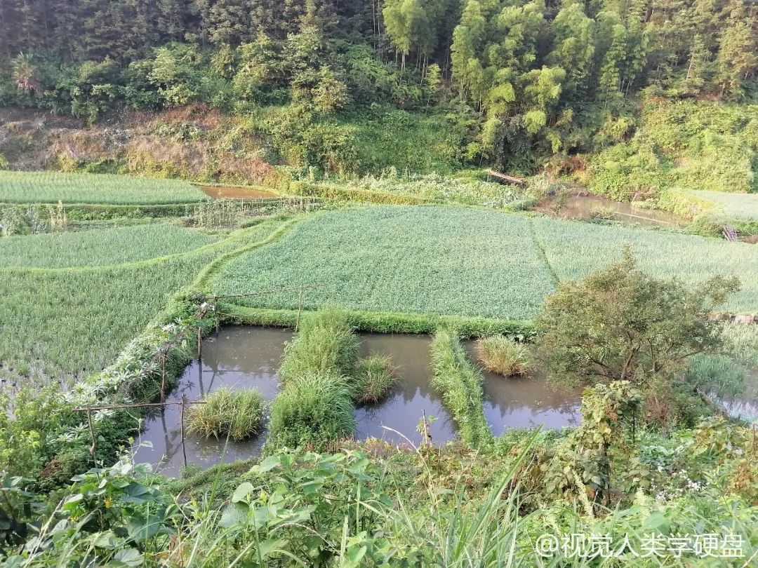 芋头古侗寨图片_芋头古侗寨在哪里_芋头古侗寨