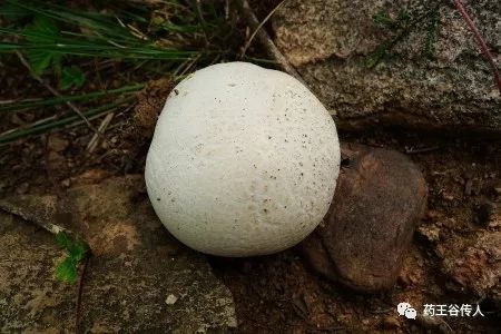 中药材中的天然烟雾弹——马勃