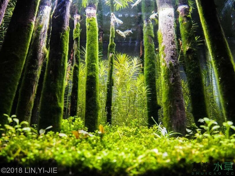 景观篇 11 风格赏析 台湾式 全网搜