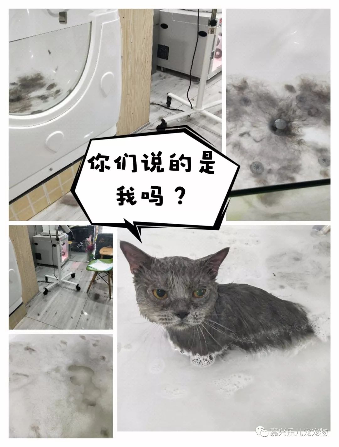 它 是猫界的小妖精 电影 E T 角色构造之源 适合对猫毛过敏的家庭 也是世界公认卧室猫之一哦 乐宠猫社