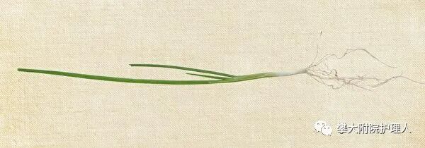 弯头导尿管怎么用小小尿管作用大，自行拔出危害大！_https://www.jmylbn.com_新闻资讯_第5张