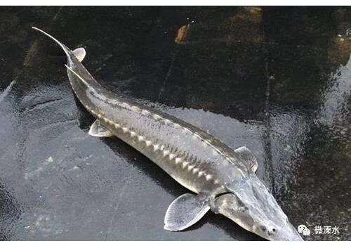 渔民捕获一条“怪鱼”没想到竟堪比大熊猫