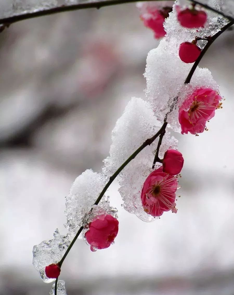 冬雪映红梅图片