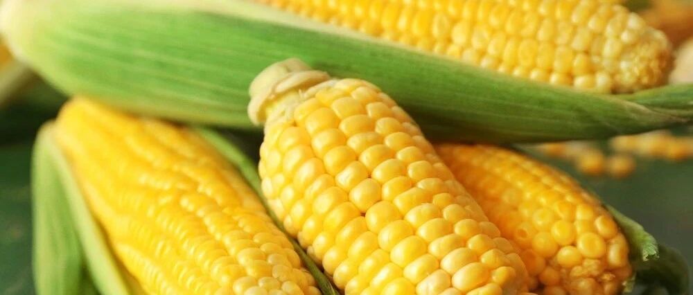 营养专家实力推荐：常吃「玉米」的人血糖不会太差