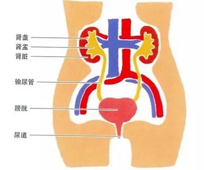 相比男性,女性更易患泌尿疾病,主要取決於3個生理因素:正常情況下