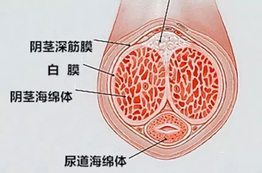 【腦洞科普】為什麼有的人JJ是彎的？我發誓這不是一篇小黃文 汽車 第6張