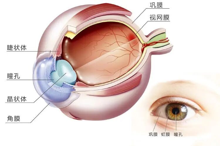眼底照相有什么用一张眼底照疾病早知道，“照相”看什么？_https://www.jmylbn.com_新闻资讯_第2张