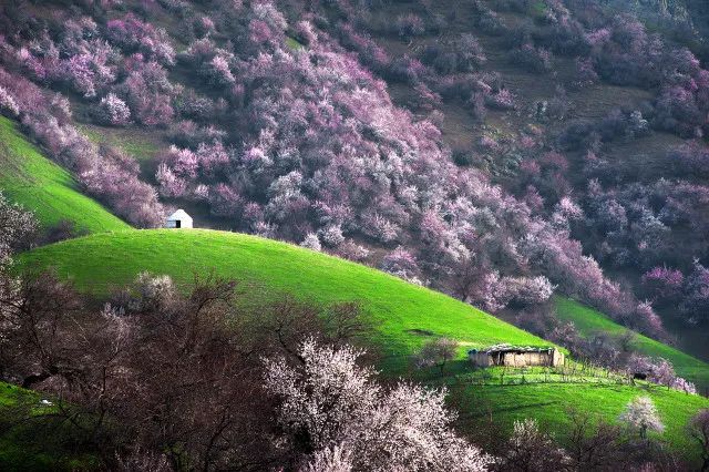 原来新疆的春天可以这么美，都是因为30000亩杏花开了
