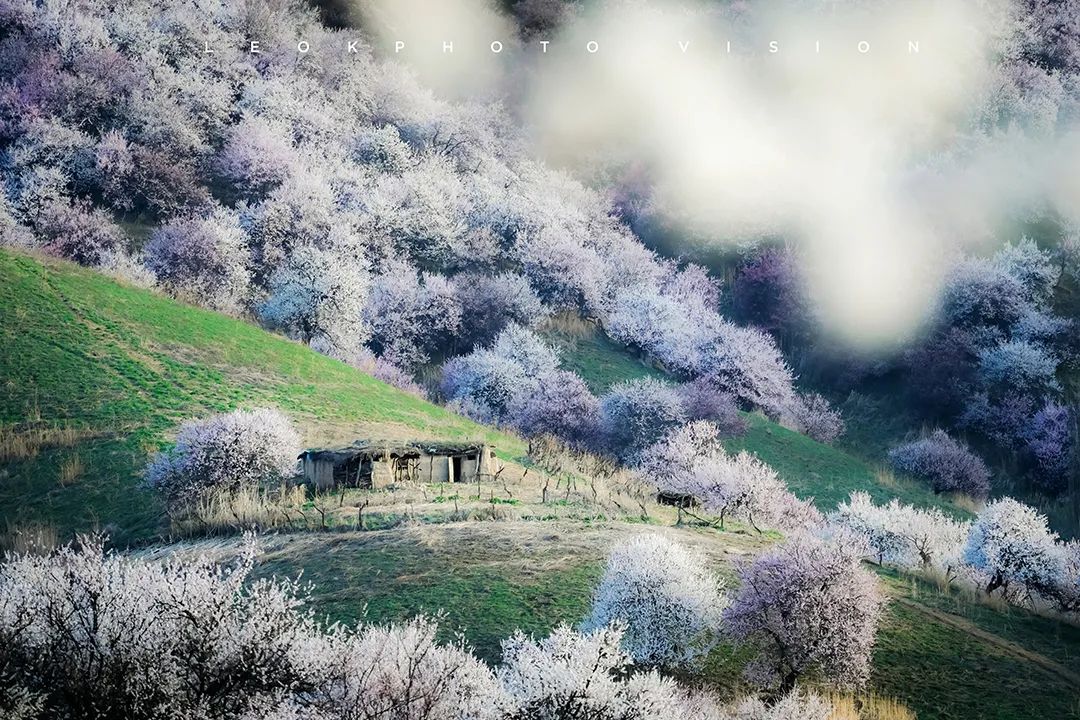 原来新疆的春天可以这么美，都是因为30000亩杏花开了