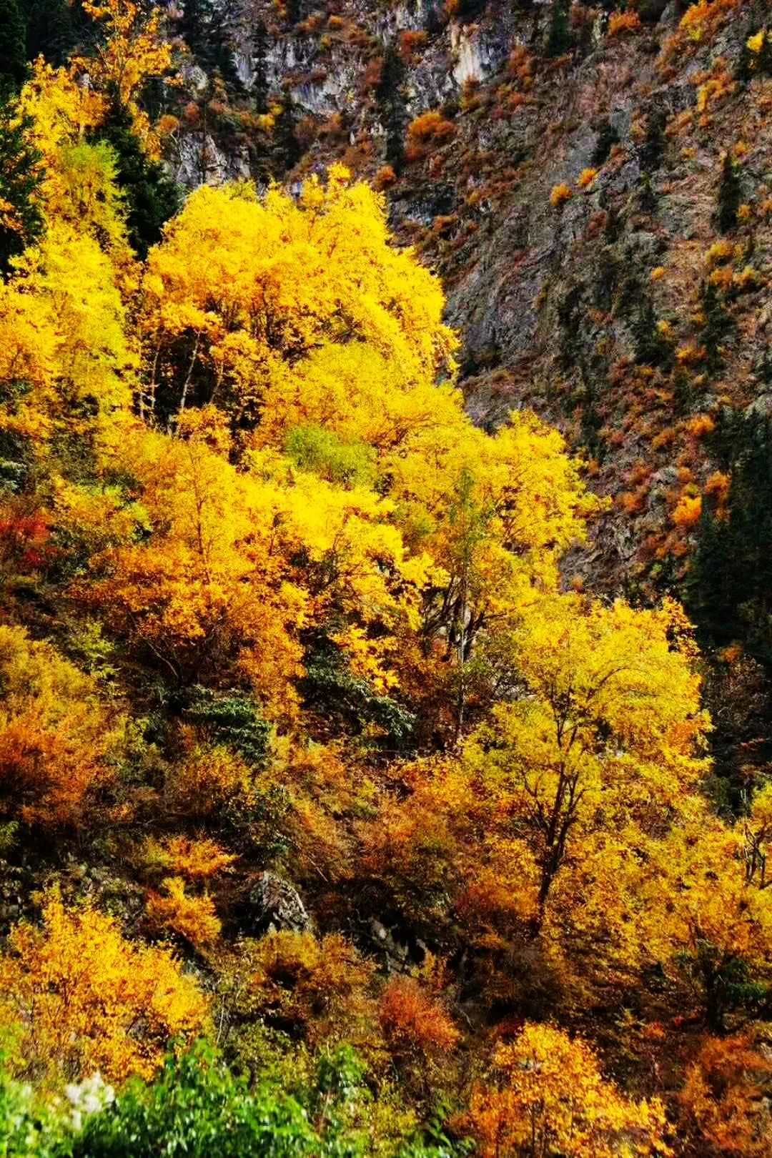 川藏線上的秋天，一段2000多公里的視覺盛宴 旅遊 第22張