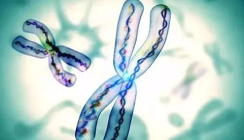 9号染色体倒位必须做试管吗_染色体试管婴儿_试管染色体检查结果解读