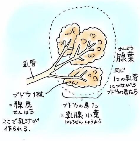 母乳喂养周 由血变成的 初乳有毒 关于母乳的9个真相 蒲荷孕育 微信公众号文章阅读 Wemp