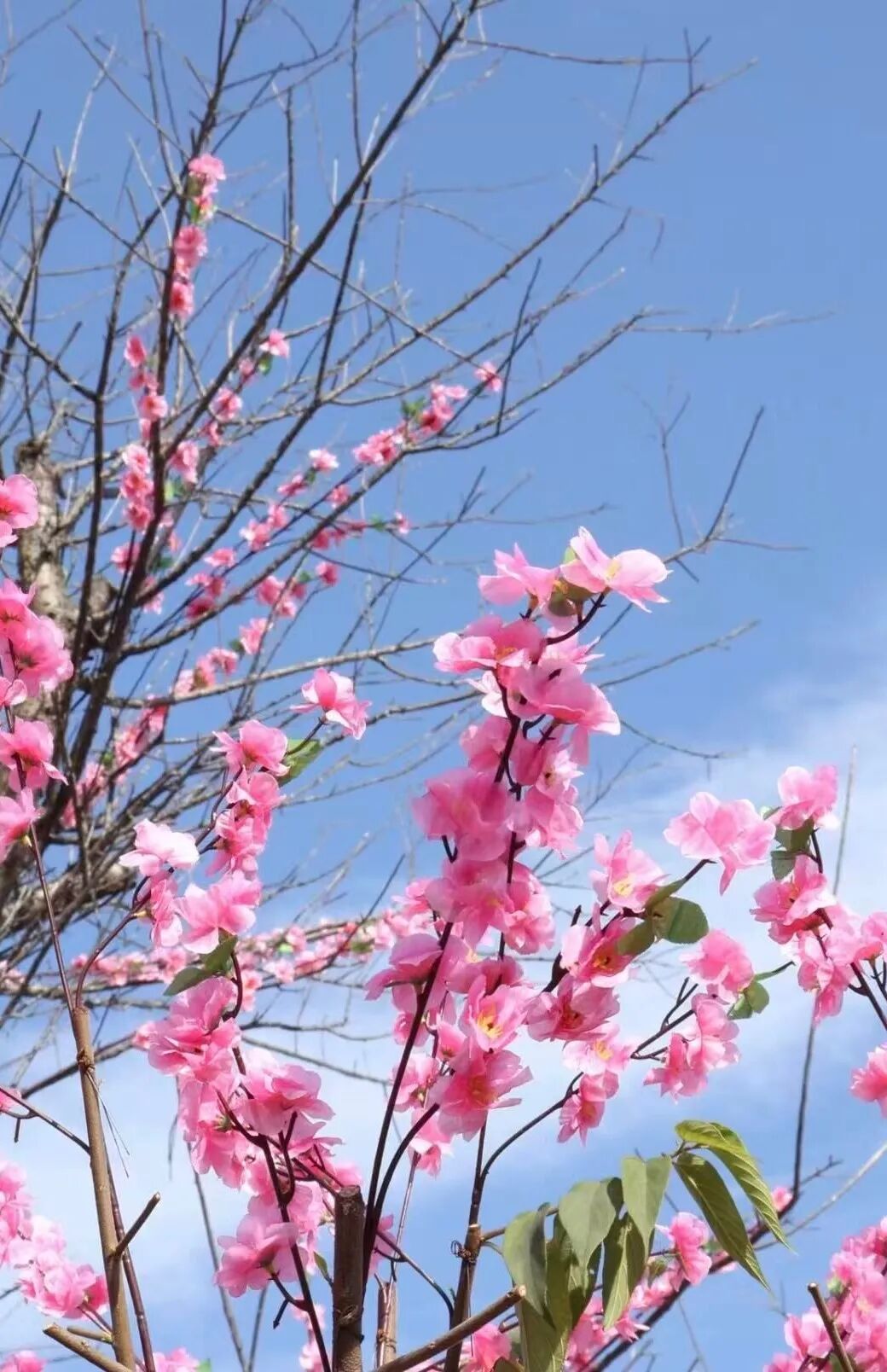 图源  广东航天农业科技生态园微信公众号