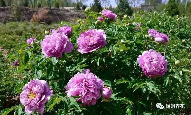 养好牡丹花 需要注意这几点 娟姐养花 微信公众号文章阅读 Wemp