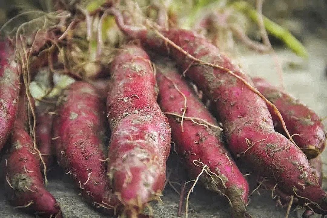 春节新鲜水果