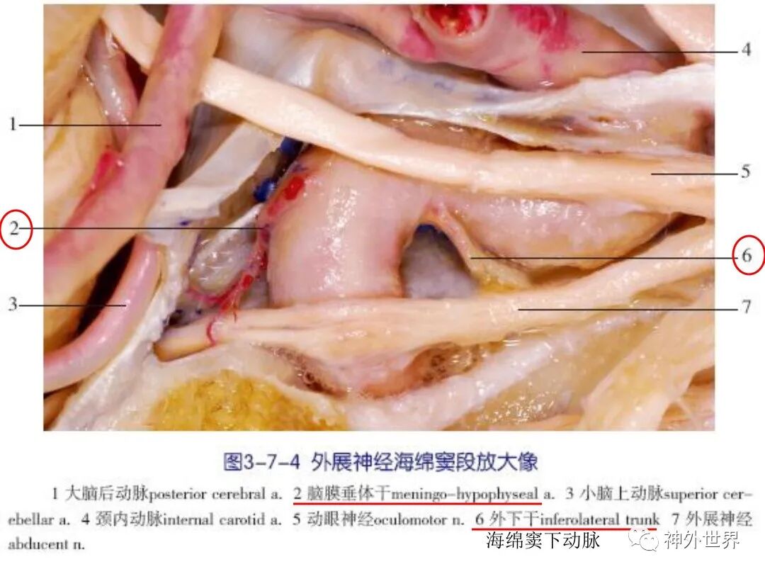 海绵窦的解剖显微内镜解剖专栏