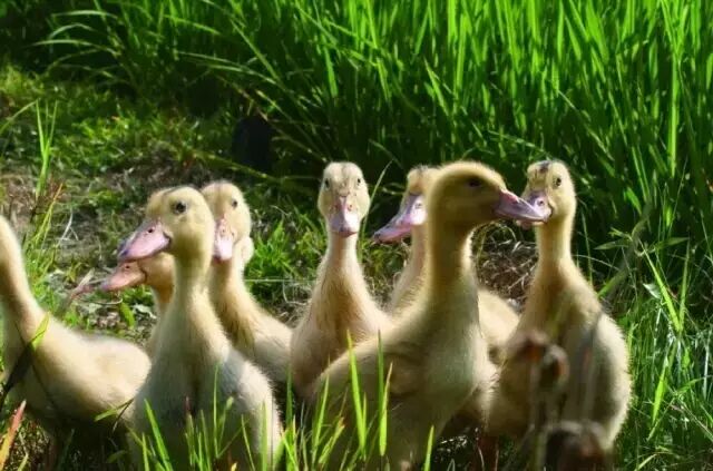 稻田里自由快活的小鸭子们