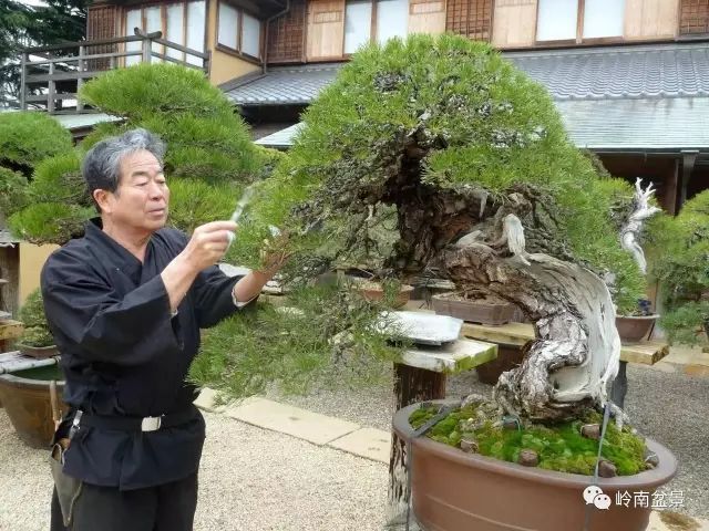 话说日本盆栽艺术 一叶盆景 微信公众号文章阅读 Wemp