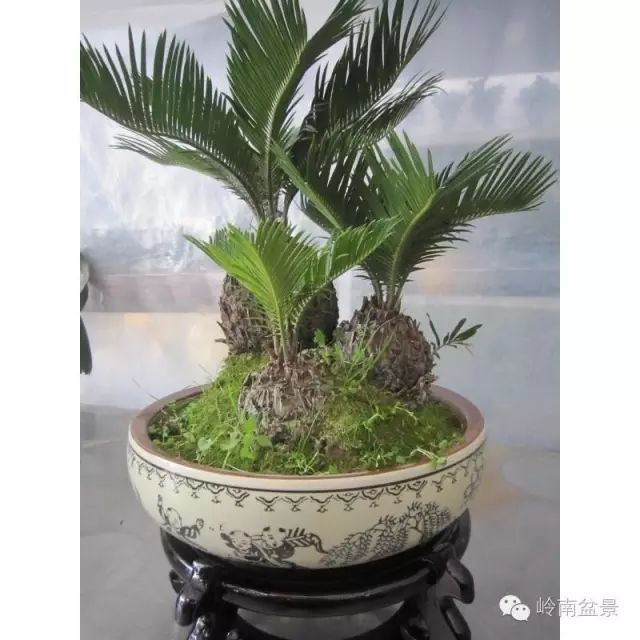 风水植物最好养哪几种_风水植物_办公室最旺风水植物