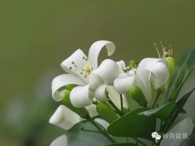 办公室最旺风水植物_风水植物_风水植物最好养哪几种