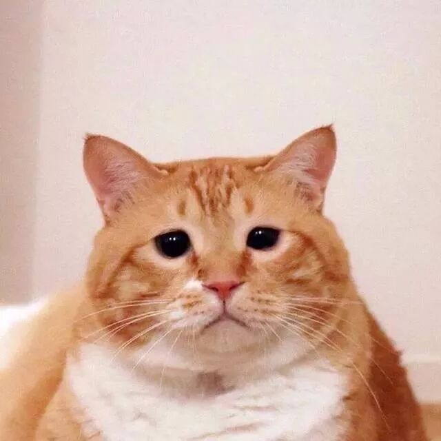 猫腹水和胀气有什么区别 每日头条