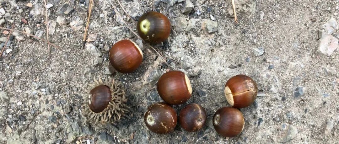 “老杭州小时候的宝贝，还能拿来做豆腐吃！”最近西湖边到处都是这种“神仙果子”