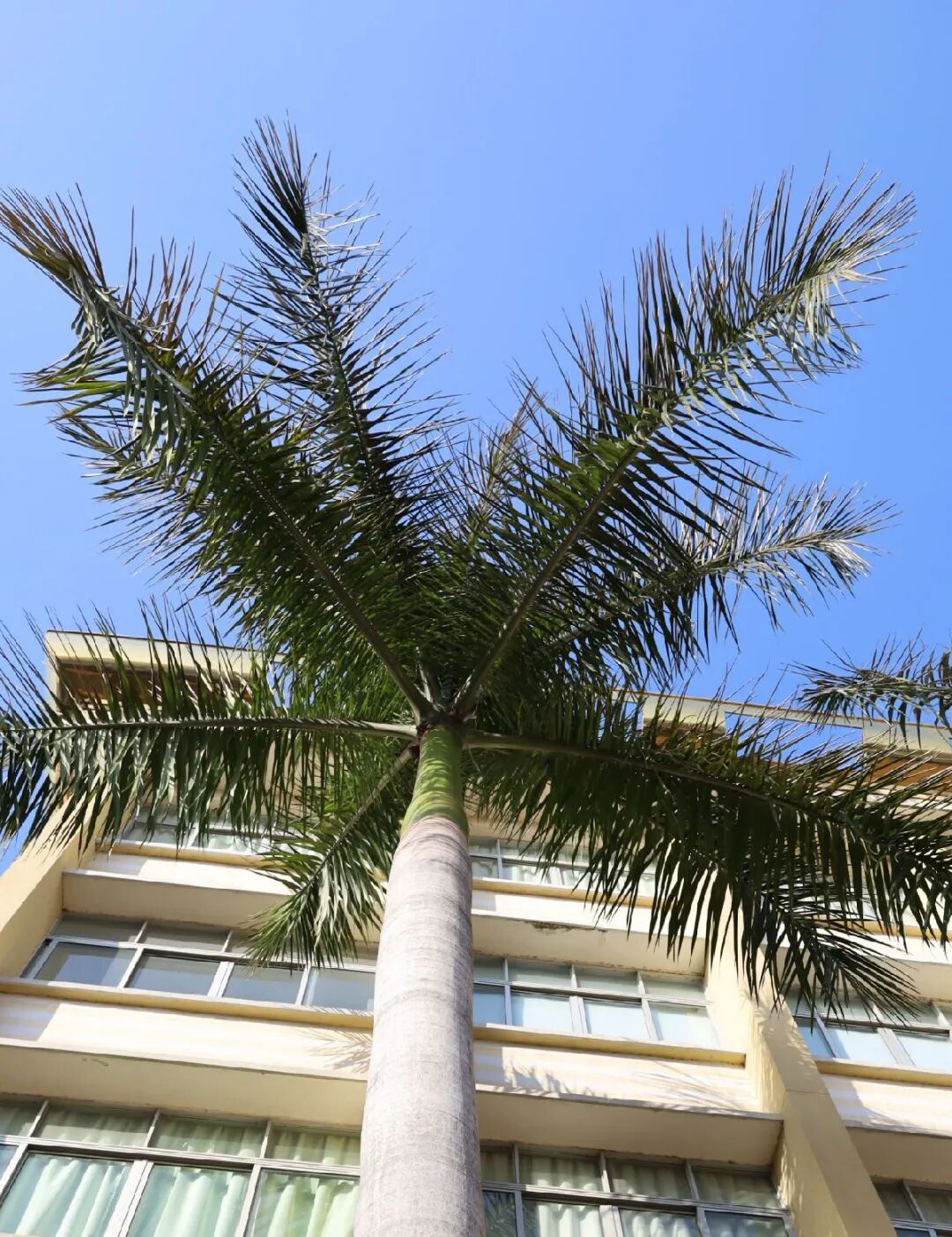 科属：棕榈科 王棕属别称：王棕、文笔树、大王棕特征：王棕，乔木状；直