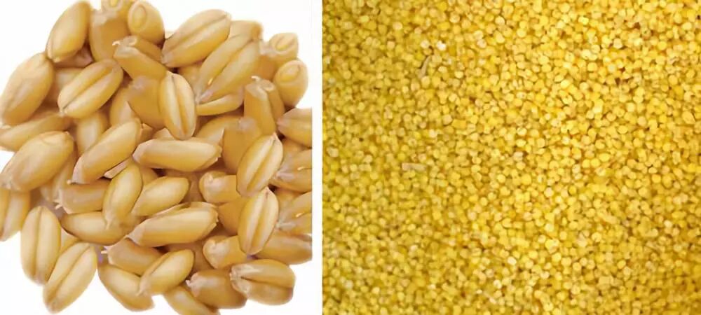 小米vs小麦，亲哥俩明算账