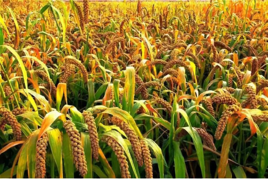 妈，今天炒的菜为啥这么香！