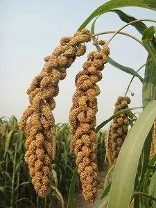 安阳农科院—以工匠精神做农研