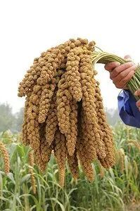 安阳农科院—以工匠精神做农研