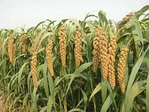 安阳农科院—以工匠精神做农研