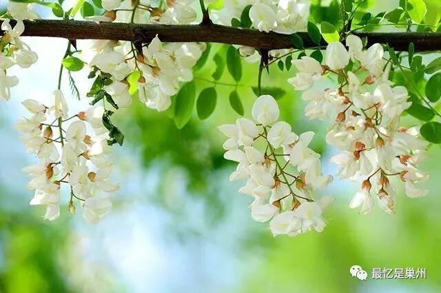 洋槐好还是国槐好_洋槐和国槐哪个可以食用_国槐与洋槐树的区别